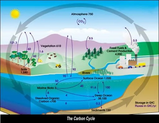 Láminas ciclo de carbono | Busco Imágenes