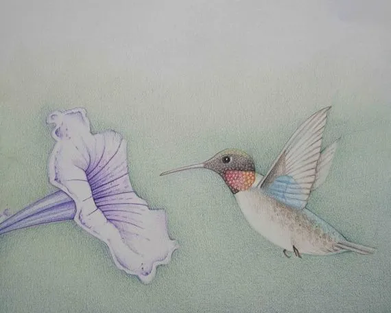 Lápiz arte colibrí y un dibujo Original-estampado por pencilartwork