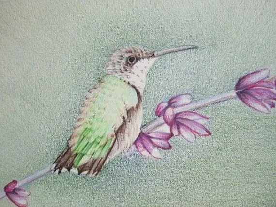 Lápiz arte trabajo colibrí con flores de color por pencilartwork