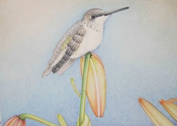 Lápiz arte colibrí trabajo con naranja flores por pencilartwork