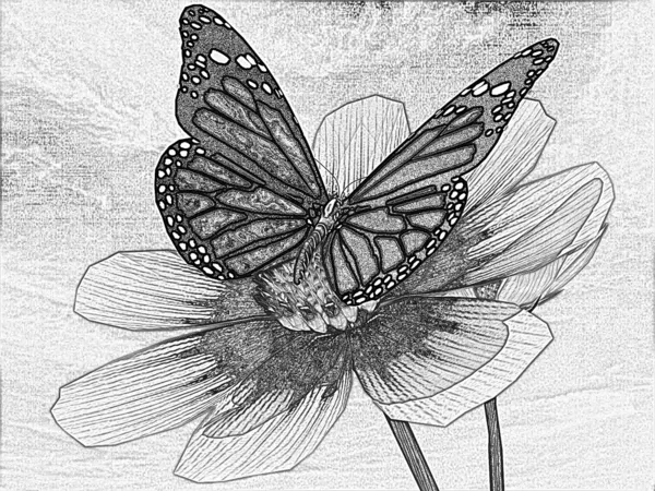 Lápiz de dibujo de un cosmos hermosa flor y la mariposa — Foto ...