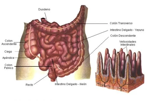 Imagen del intestino delgado y grueso para colorear - Imagui