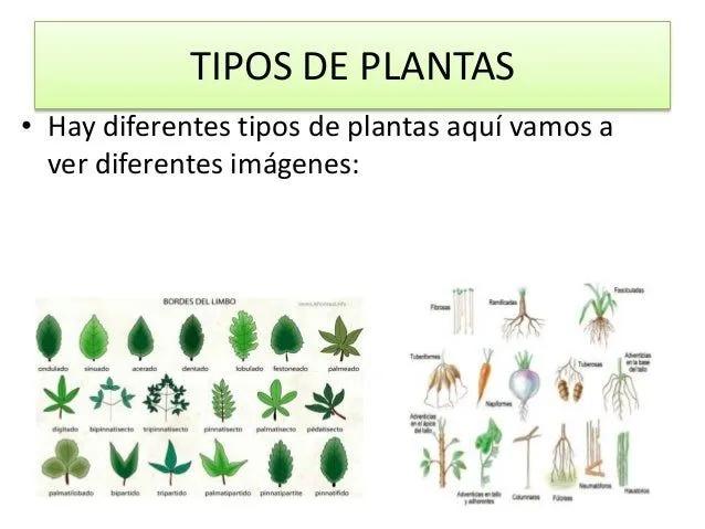 las-plantas-2-638.jpg?cb= ...