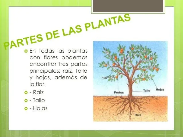 las-plantas-para-primaria-3- ...