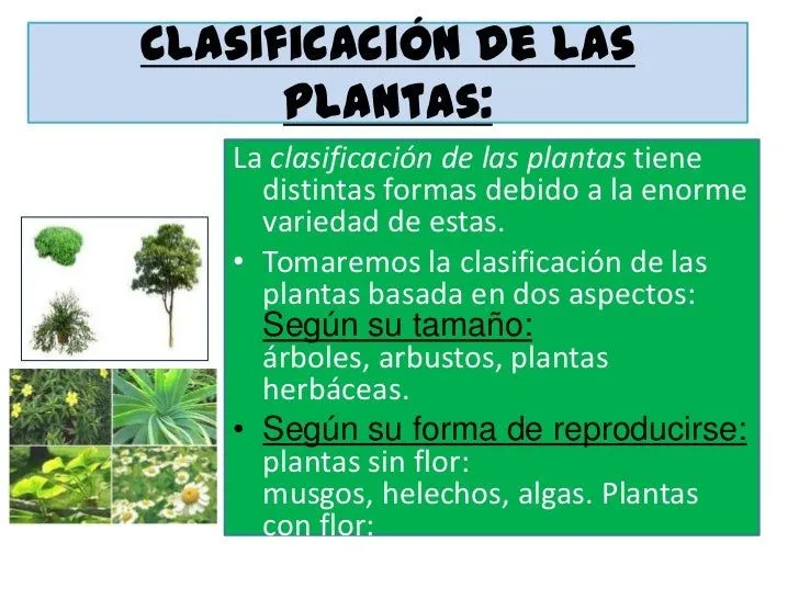 las-plantas-power-point-4-728. ...