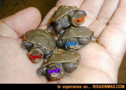 las-tortugas-ninja-de-bebes- ...