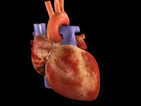 latidos del corazon - YouTube