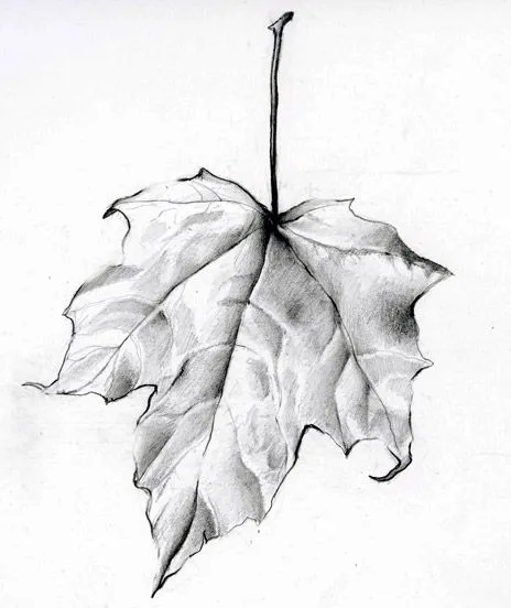 Leaf Drawing #1 | Janderson14's Blog