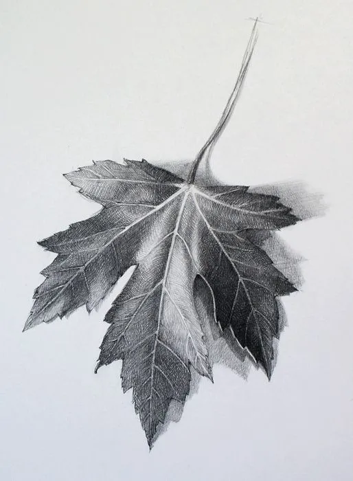 Leaf Drawing on Pinterest | Bike Drawing, Mushroom Drawing and ...