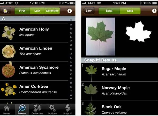 Leafsnap, identifica los árboles que te rodean con esta aplicación ... Leafsnap, identifica los árboles que te rodean con esta aplicación ...