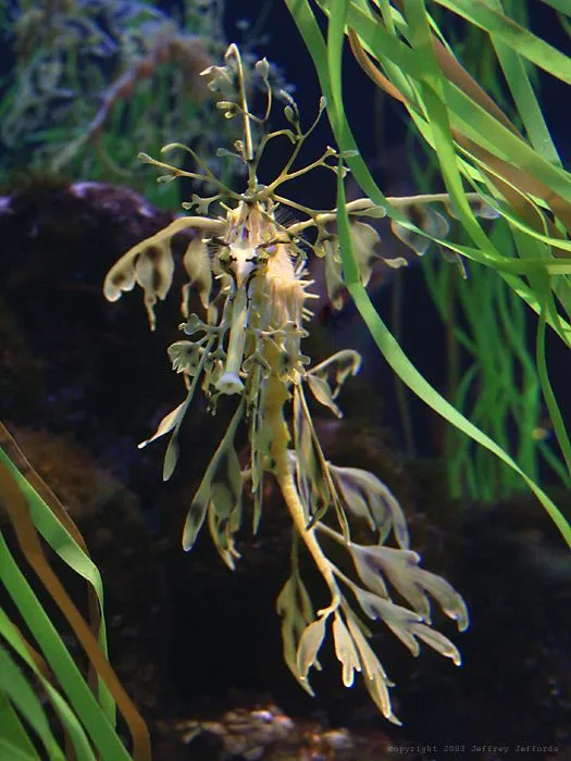 Leafy Sea Dragon | Karlosasm's Blog
