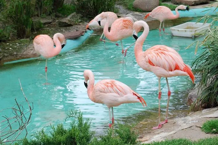 Leche de flamenco - Taringa! Leche de flamenco - Taringa!