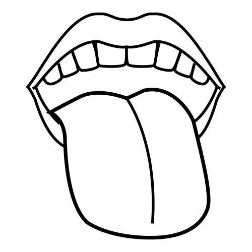 La lengua y sus partes para colorear - Imagui