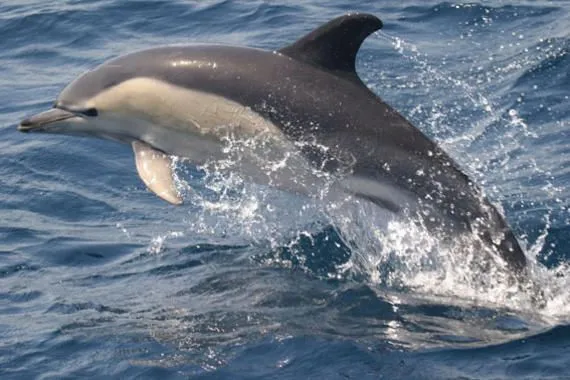 El lenguaje humano y el movimiento de los delfines coinciden en la ...