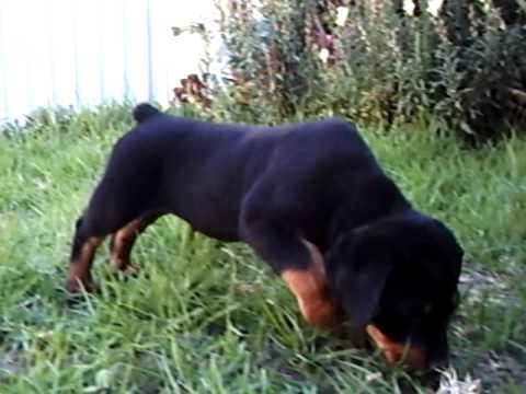 Lenon cachorro rottweiler y el pasto - YouTube