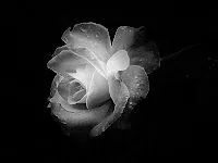 Yo leo RA ( Romántica Adulta ): LA HERENCIA DE LA ROSA BLANCA ... Yo leo RA ( Romántica Adulta ): LA HERENCIA DE LA ROSA BLANCA ...