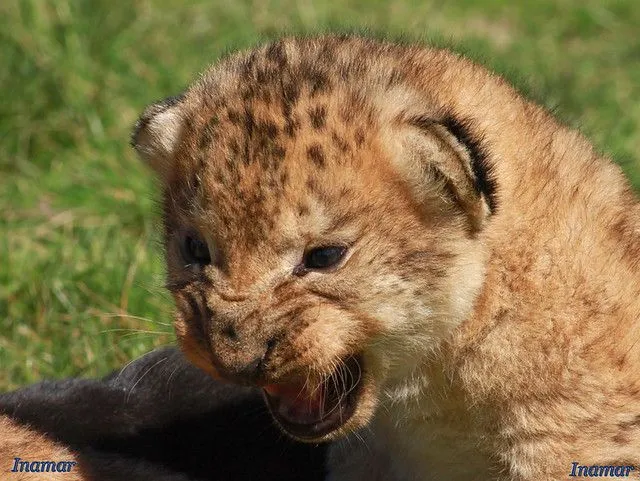 leon bebé -Lion Bébé | Flickr - Photo Sharing! leon bebé -Lion Bébé | Flickr - Photo Sharing!