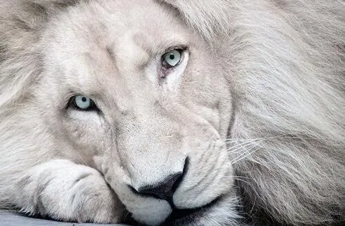 Leon blanco en peligro de extincion | Animales en extincion