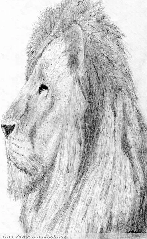 Dibujo de un leon a lapiz - Imagui
