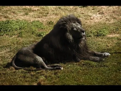 El león Negro ¿Existió? - La Verdad Sobre el León Negro - YouTube