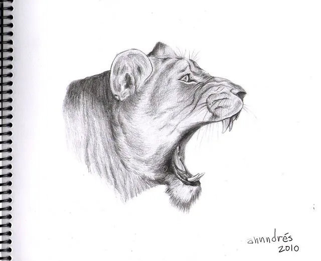 Dibujo de leon rugiendo a lapiz - Imagui