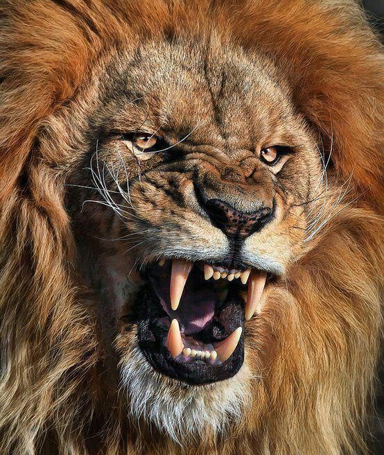 LEONES on Pinterest | White Lions, Lion and Lion Cub