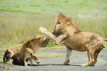 León salva a un cachorro de antílope de otro león | Animales en Video