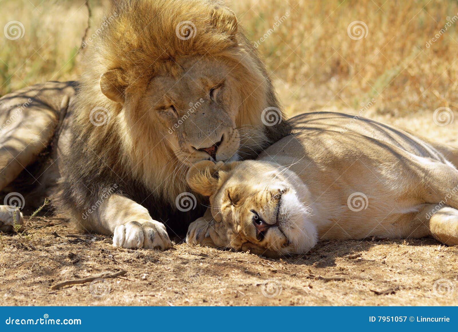 Leona Preening Masculina Del León Fotografía de archivo libre de ... Leona Preening Masculina Del León Fotografía de archivo libre de ...