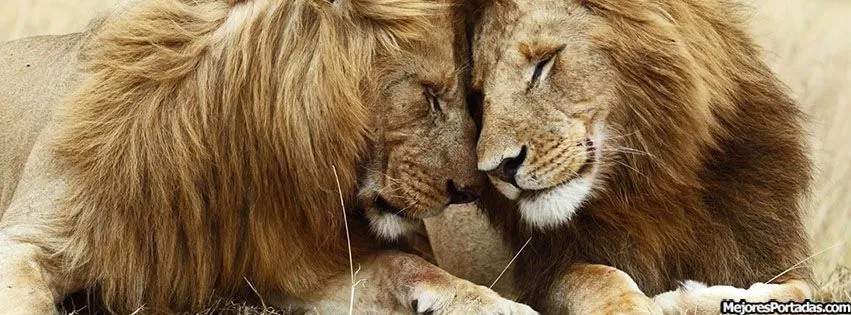 Leones - Las Mejores Portadas para tu perfil de Facebook Leones - Las Mejores Portadas para tu perfil de Facebook