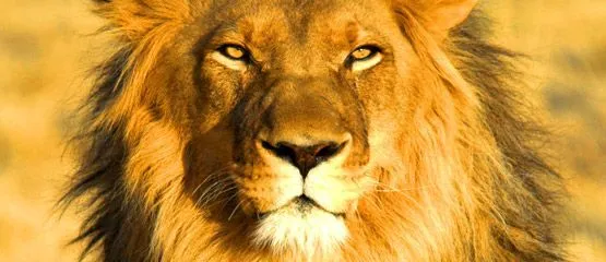 leones rugiendo de frente - Buscar con Google | Leones | Pinterest ...