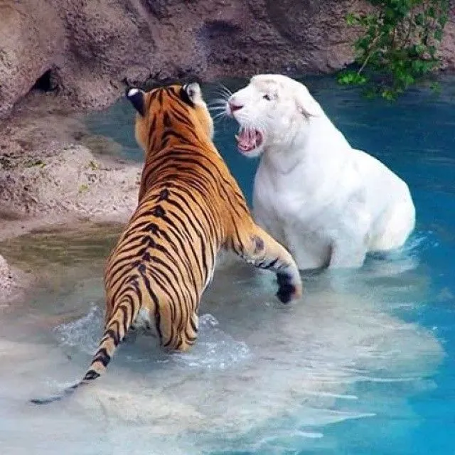 Hermosos tigres de bengala #tigresdebengala #tigres #tigers #zoo ...