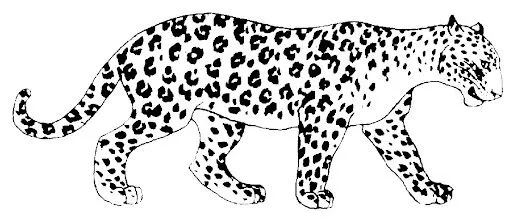 Dibujo para colorear leopardo - Imagui