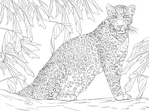 Disegno di Leopardo su albero da colorare | Disegni da colorare e ...