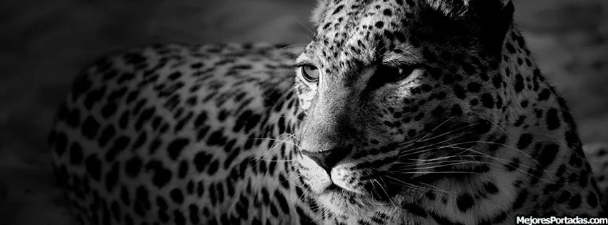 Leopardo blanco y negro - ÷ Las Mejores Portadas para tu perfil de ...
