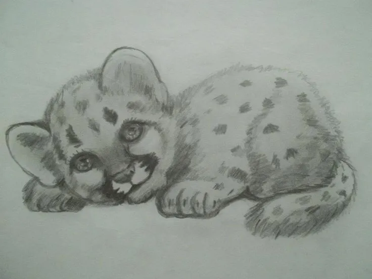 Leopardo. Dibujo a Lápiz. Carina Malarchia | Mis dibujos a Lapiz ...