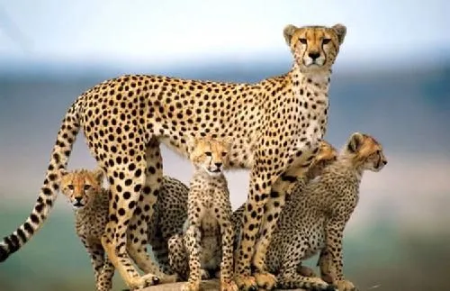 Leopardo, guepardo, jaguar y tigre | Ojo de Leopardo