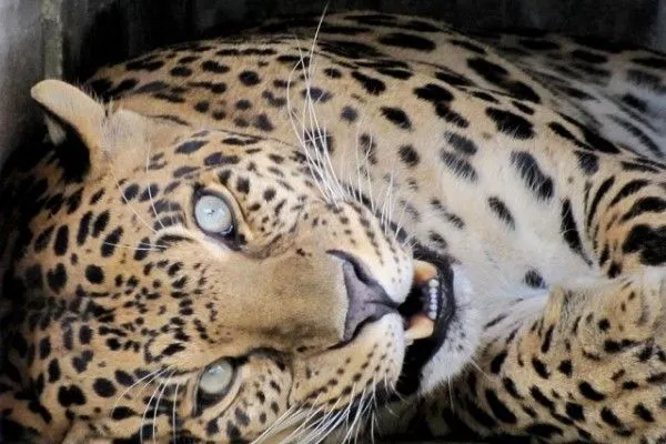 Este leopardo es un mimoso y así reacciona a los cariñitos (Video ...