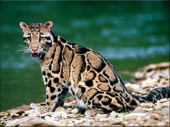 El Leopardo Nebuloso de Formosa se Ha Extinguido | Mango Petacón El Leopardo Nebuloso de Formosa se Ha Extinguido | Mango Petacón
