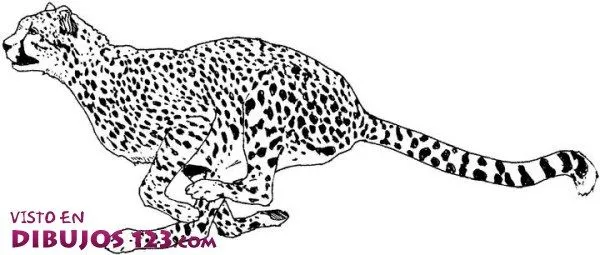 leopardo-para-colorear.jpg