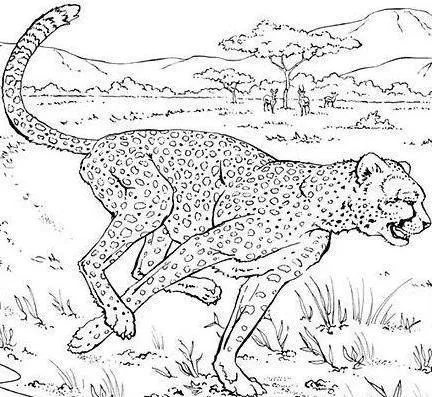 Leopardo Parado Buscando Su Presa Para Colorear Pintar Picture ...