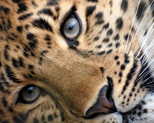 Leopardo-primer-plano.jpg