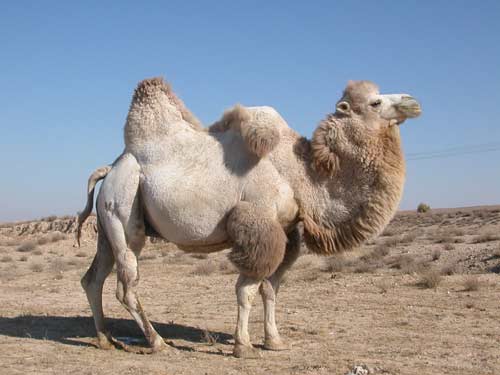 La Letra GUÍMEL : caminar. éxito y camello | Eladi Huguet Salvat