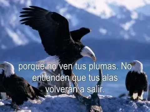 Letras de canciones, Letra de Vuela Aguila - Letras de Tercer ...