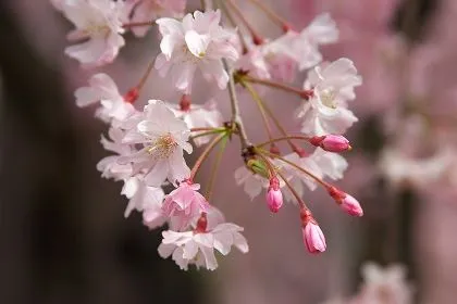 Una leyenda del árbol del sakura – 桜の木の伝説 (sakura no ki no ...
