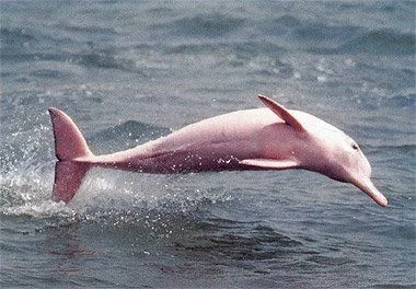 La leyenda del delfín rosado | A la sombra de un olivo