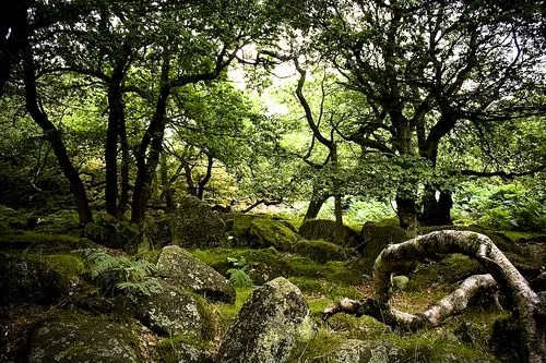 Leyendas – Bosques mágicos | IRLANDA-Reino de las Hadas y los ...