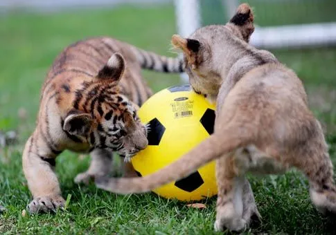 Liaoning: Cachorros de tigres y leones jugando fútbol en Parque de ...
