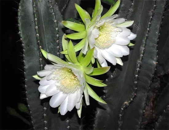 Libertad de Expresión Yucatán: Flores de cactus en la Avenida ... Libertad de Expresión Yucatán: Flores de cactus en la Avenida ...