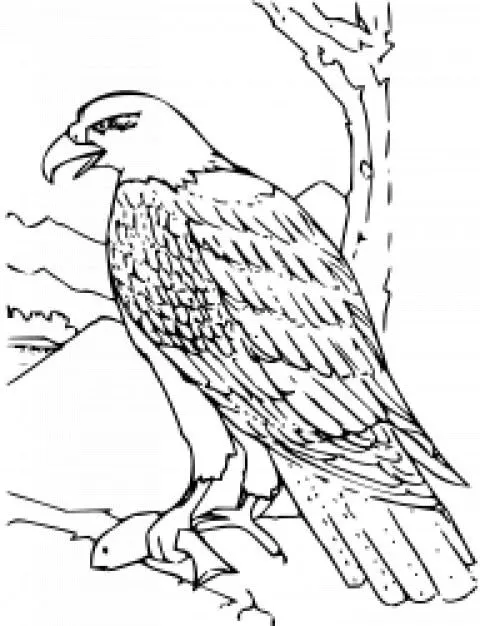 libro para colorear águila calva | Descargar Vectores gratis