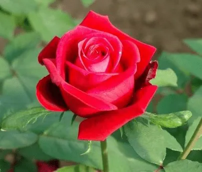 Mega Post Flores nacionales de cada país en el mundo - Taringa! Mega Post Flores nacionales de cada país en el mundo - Taringa!